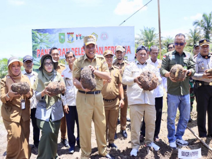 Panen Perdana 30 Ton Umbi Porang di Desa Kijang Rejo, Pj Bupati Kampar : Miliki Peluang sangat Bagus Tingkatkan Ekonomi Petani.