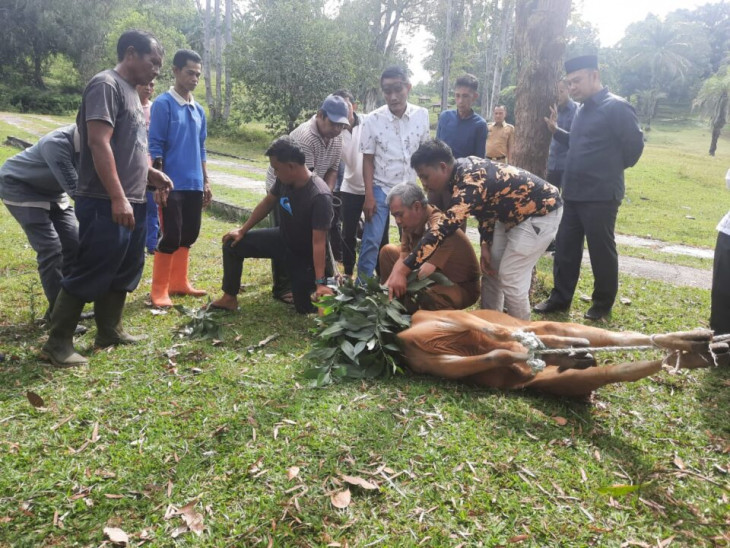 Pj Bupati Kampar Sembelih Hewan Qurban JMSI Kampar.