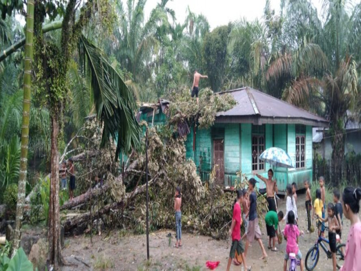 Satu Unit Rumah di Desa Sungai Rambai Kampar Kiri Tertimpa Pohon Akibat Puting Beliung.