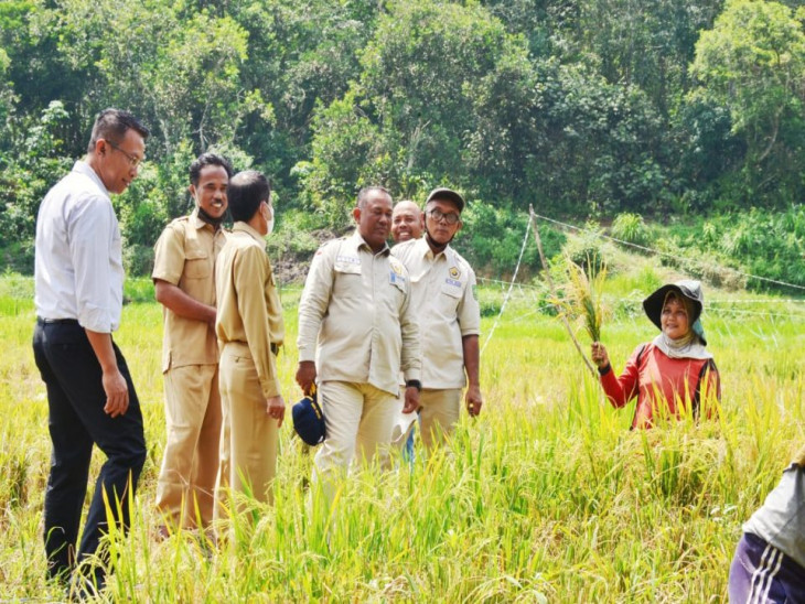 Jelang Panen Padi Dan Pepaya Madu Di Desa Pulau Birandang, Yusri : “Ini momentum Kebangkitan Petani di Kabupaten Kampar “