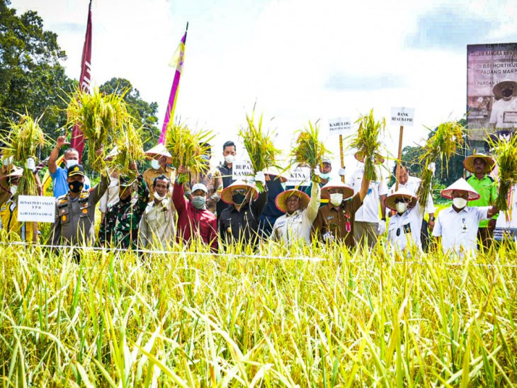 Kampar Targetkan Tanam Padi Seluas 6 ribu Hektar tahun 2021