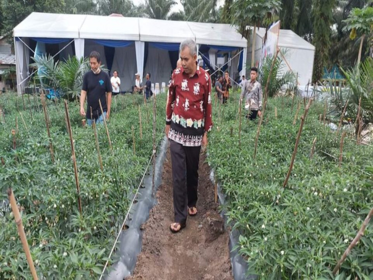 Besok Gubernur Riau launching GNPIP, Pj Bupati Kampar Tinjau Lokasi Kebun Cabai Pulau Birandang.