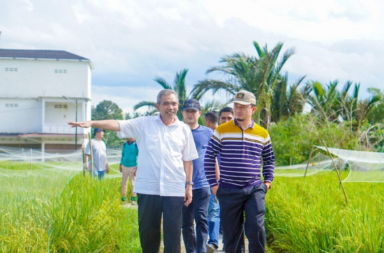 Pj Bupati Kampar dan Anggota DPR RI Tinjau Lahan Padi Bertekhnolgi IPAT BO.