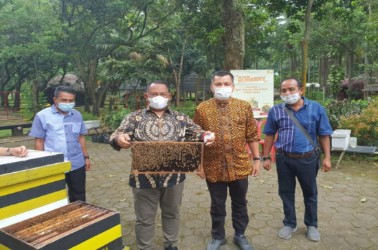 Potensi Budidaya Lebah Australi, dilirik Pemkab Kampar untuk dijadikan Usaha Masyarakat 