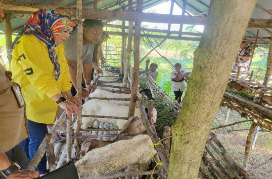 Didampingi Kabid Fakir Miskin Ihsan Haikal, Haswinda Serahkan 98 Ekor Kambing Senilai Rp 174,100 juta.